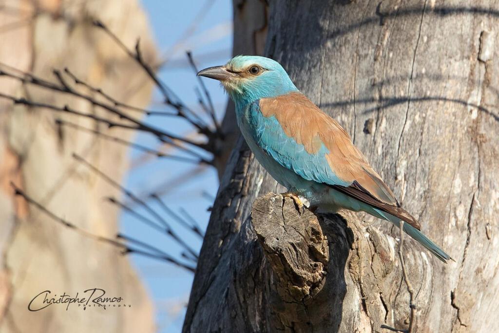 L'Oiseau Bleu Suite Merle Bleu Roubia Kültér fotó